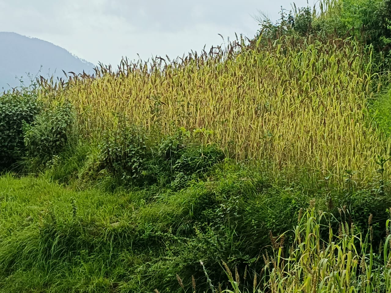 रुद्रप्रयाग में मिलेट मिशन को मिल रहा बल